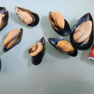 海虹淡菜贻贝码头直发可以一件代发