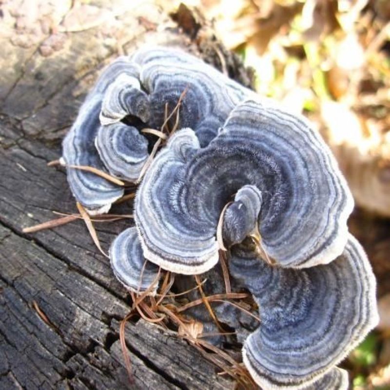 灵芝野生云芝灵芝，质优价实，支持线上交易新货正品
