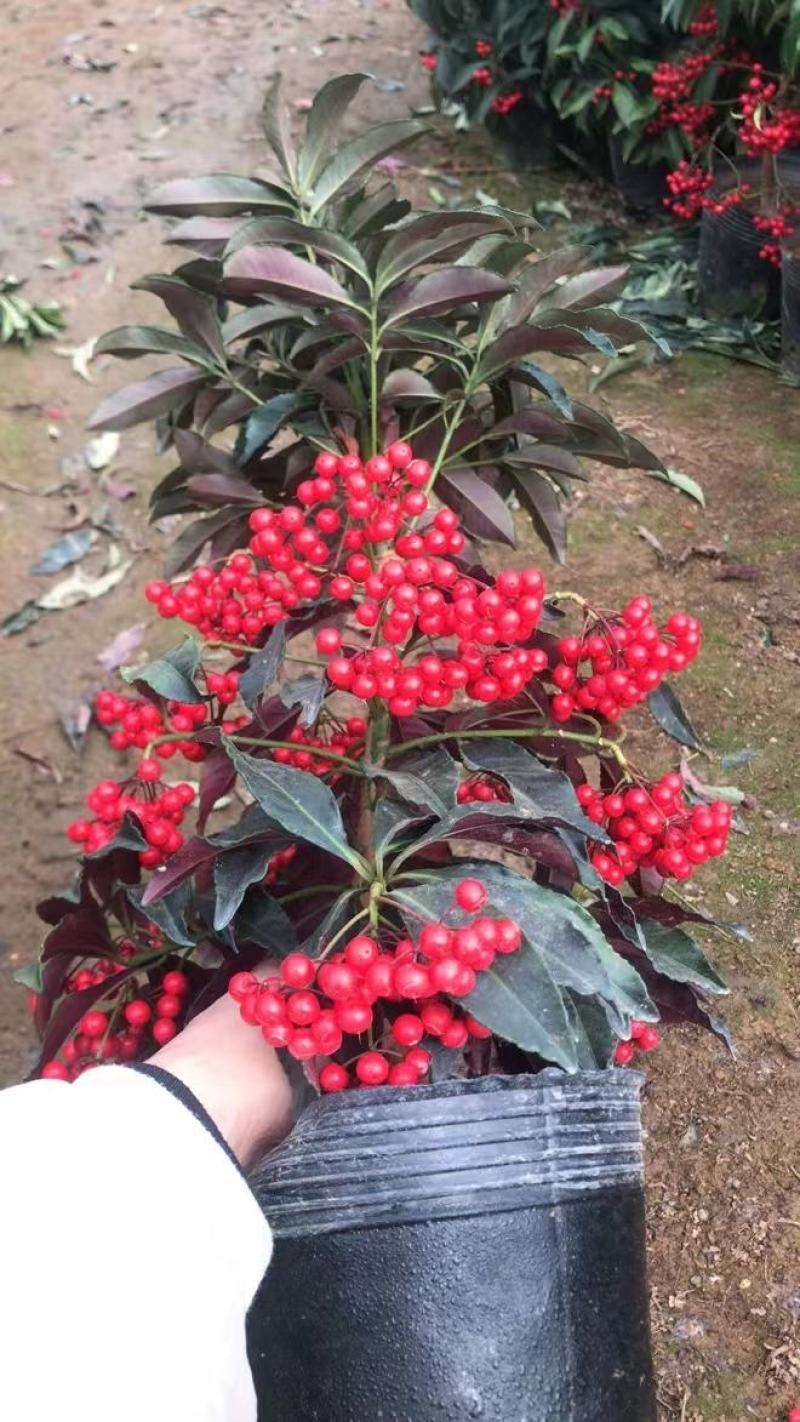 精品紫背富贵籽42装紫背富贵籽大量供应特惠价福建基地直销