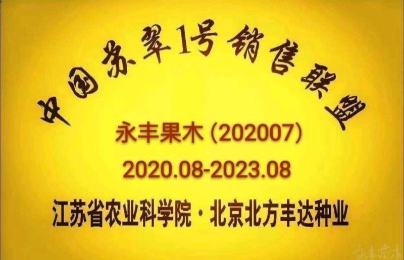 早熟品种梨苗，苏翠一号，7月中旬，保湿发货，死苗补发，