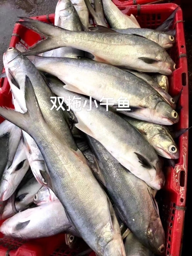 海鲜干货