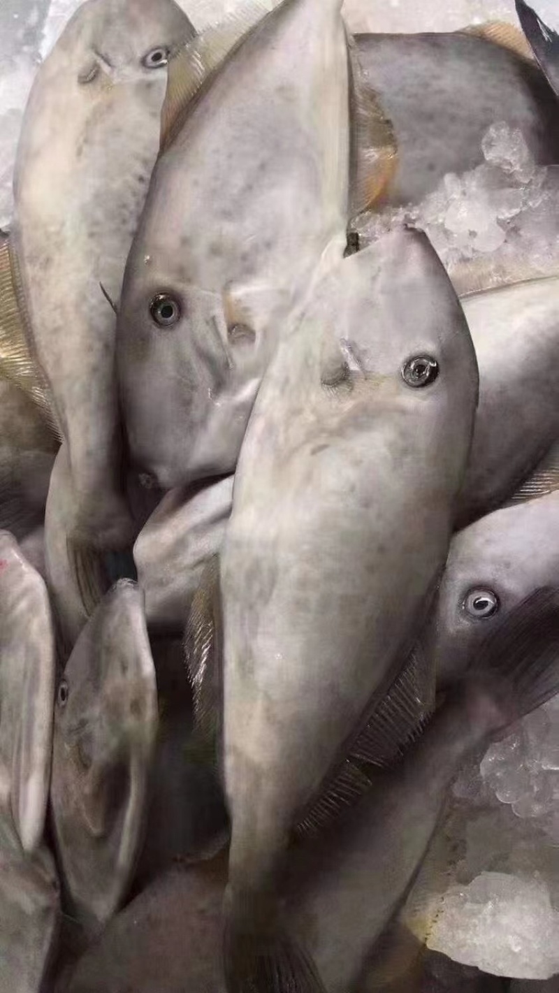 海鲜干货