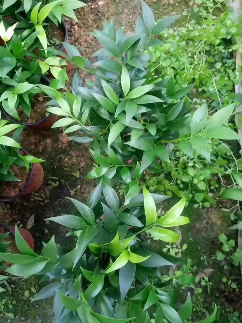 福建龙岩竹柏，室内绿植盆栽，基地直发【优质】可视频看货