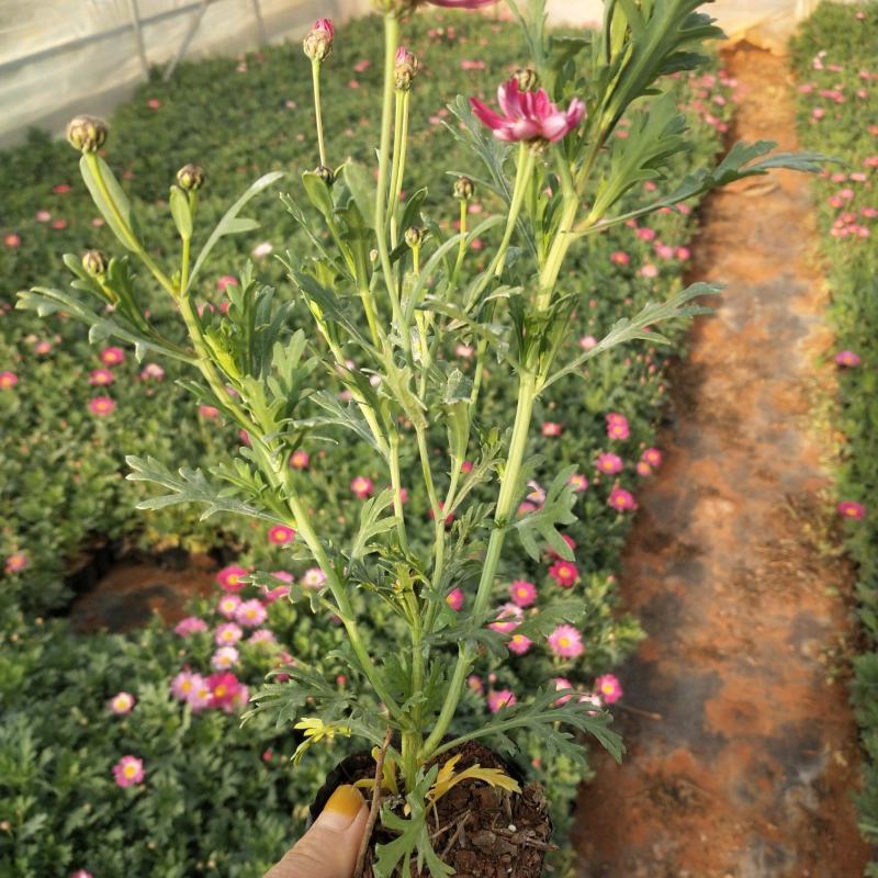 玛格丽特花小杯，高25至30公分玛格丽特，云南玛格丽特花