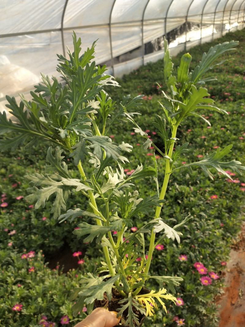 玛格丽特花小杯，高25至30公分玛格丽特，云南玛格丽特花