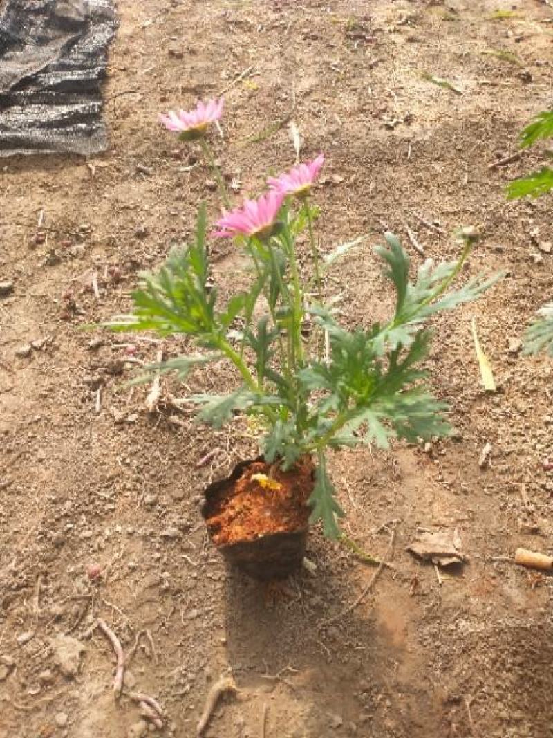 玛格丽特花小杯，高25至30公分玛格丽特，云南玛格丽特花