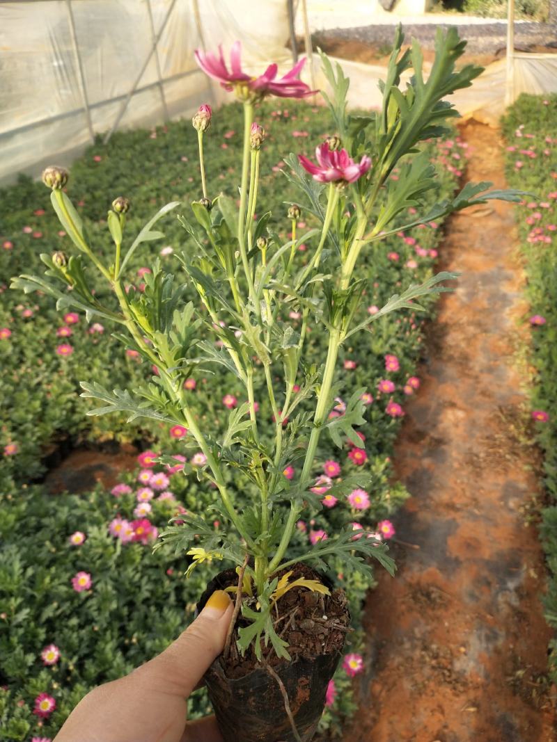 玛格丽特花小杯，高25至30公分玛格丽特，云南玛格丽特花