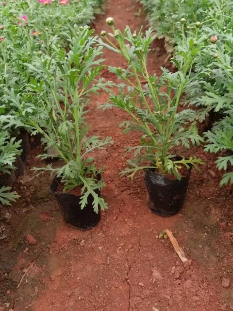 玛格丽特花小杯，高25至30公分玛格丽特，云南玛格丽特花