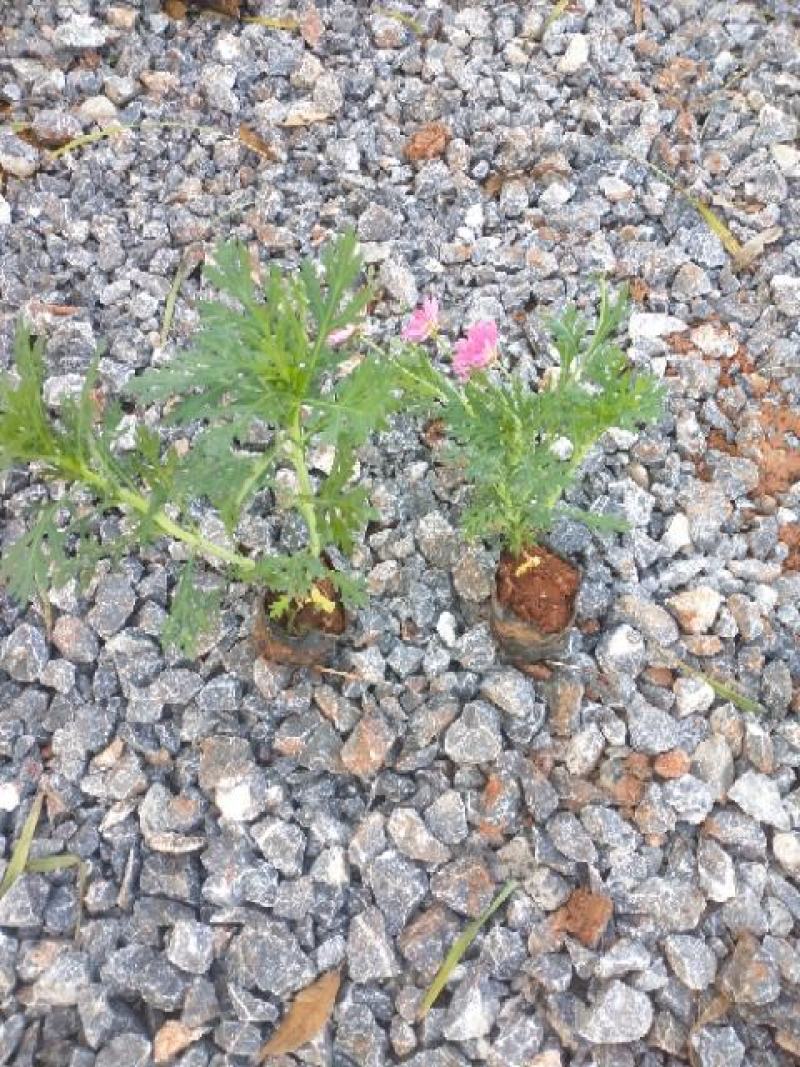 玛格丽特花小杯，高25至30公分玛格丽特，云南玛格丽特花