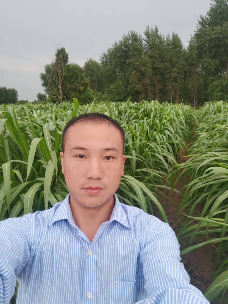 台湾甜象草种节种苗种植推广基地直供包邮到家