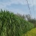 台湾甜象草种节种苗种植推广基地直供包邮到家