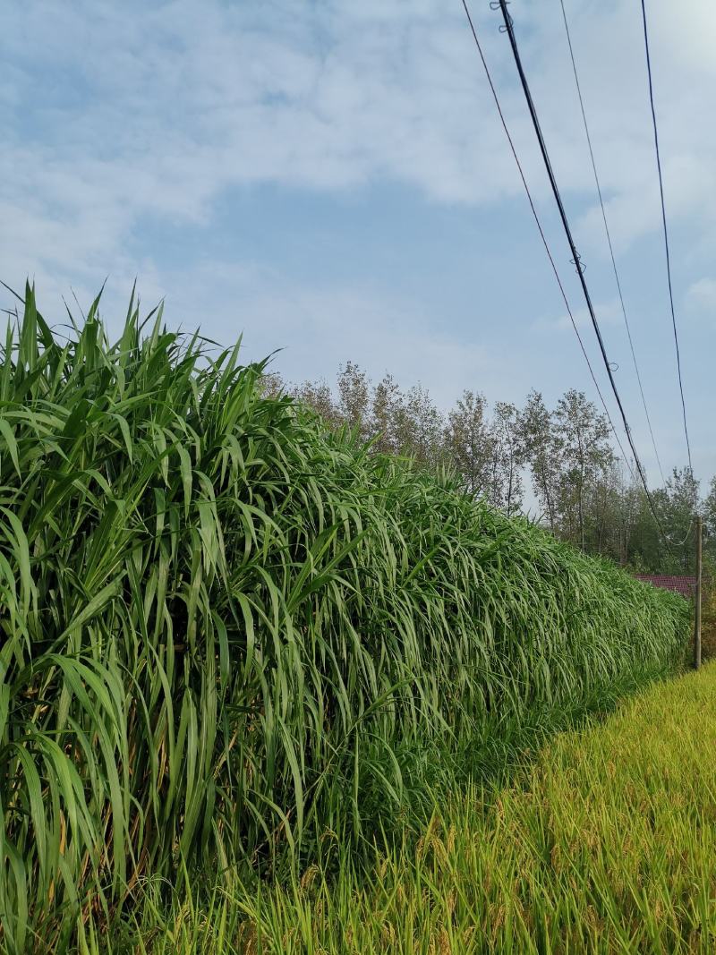台湾甜象草种节种苗种植推广基地直供包邮到家