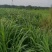 台湾甜象草种节种苗种植推广基地直供包邮到家