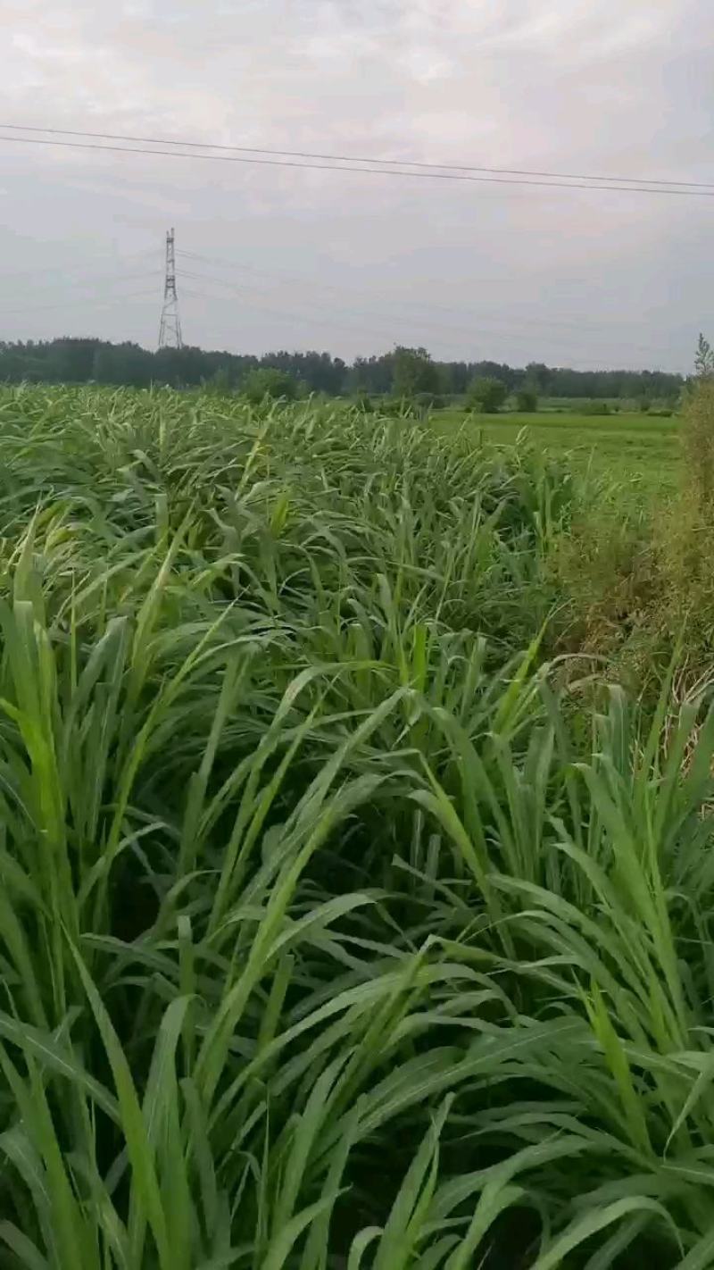 台湾甜象草种节种苗种植推广基地直供包邮到家