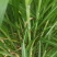 台湾甜象草种节种苗种植推广基地直供包邮到家
