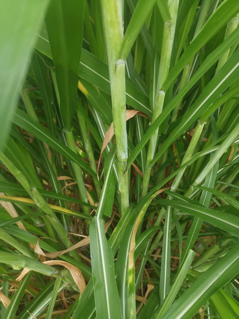 台湾甜象草种节种苗种植推广基地直供包邮到家