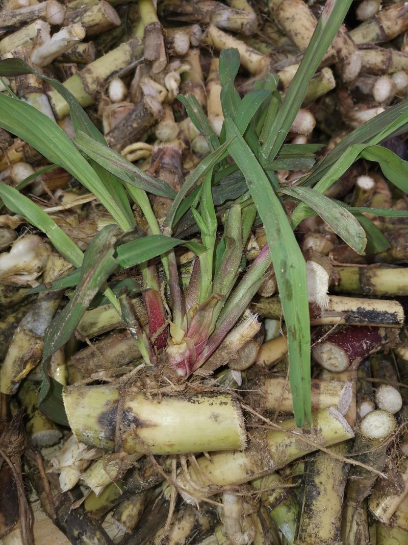 台湾甜象草种节种苗种植推广基地直供包邮到家