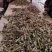 台湾甜象草种节种苗种植推广基地直供包邮到家