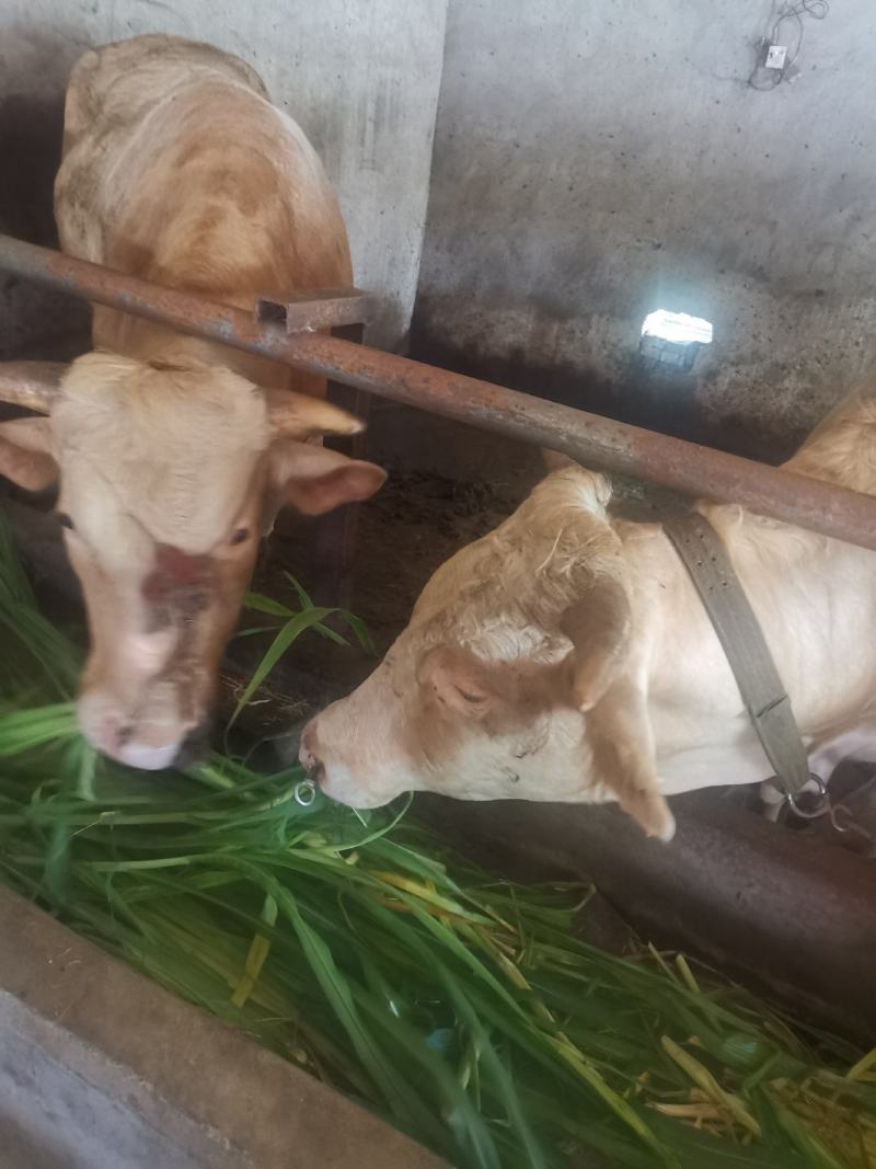 台湾甜象草种节种苗种植推广基地直供包邮到家