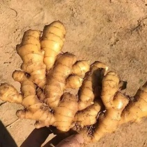 大量小黄姜