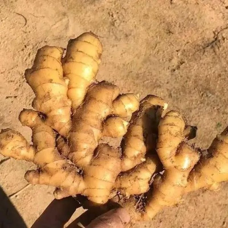 大量小黄姜