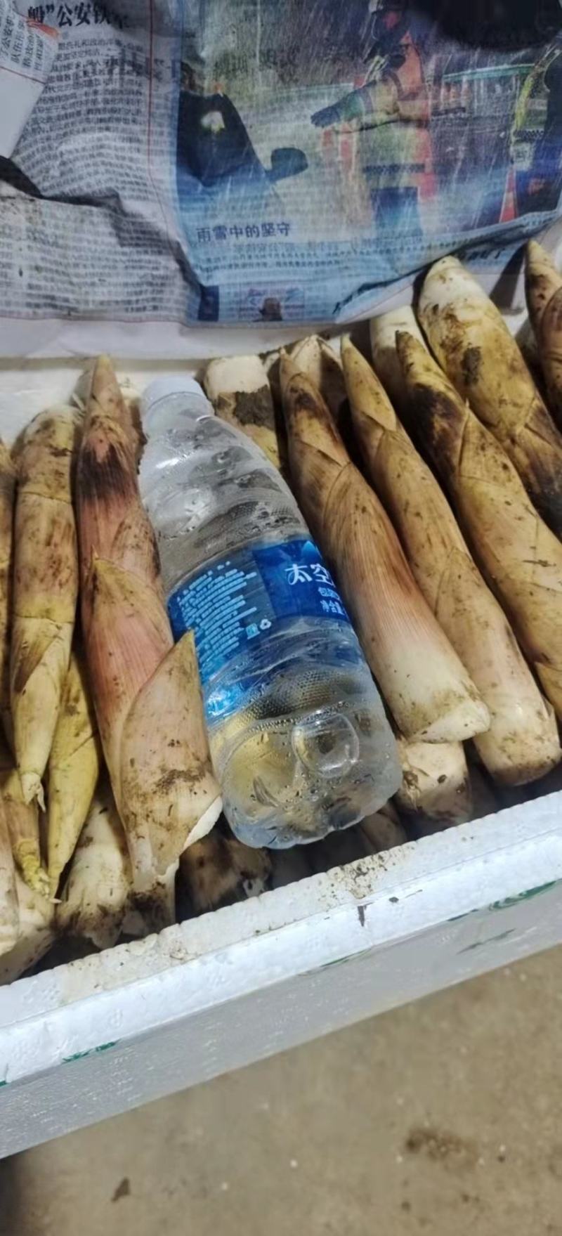 临安天目新鲜竹笋雷竹笋龙康竹笋中号五斤一箱包邮