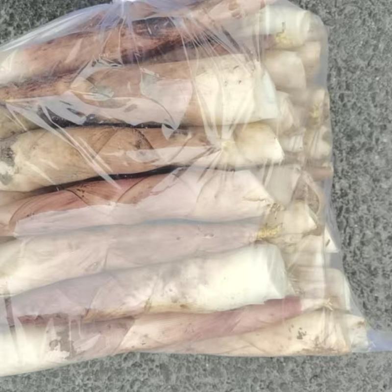 临安天目新鲜竹笋雷竹笋龙康竹笋中号五斤一箱包邮