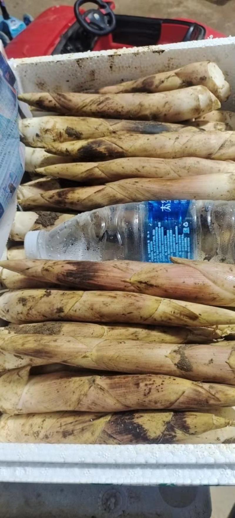 临安天目新鲜竹笋雷竹笋龙康竹笋中号五斤一箱包邮