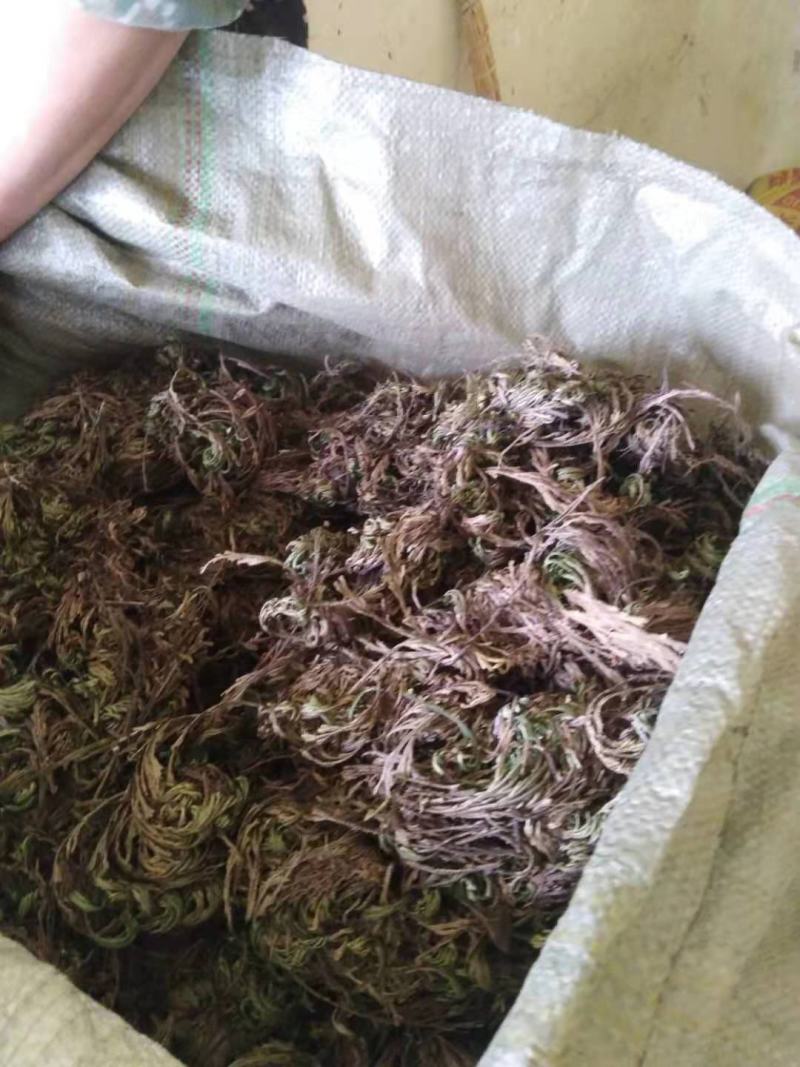 药名卷柏。本地名还魂草。天然生长在。悬崖上的。品质好，