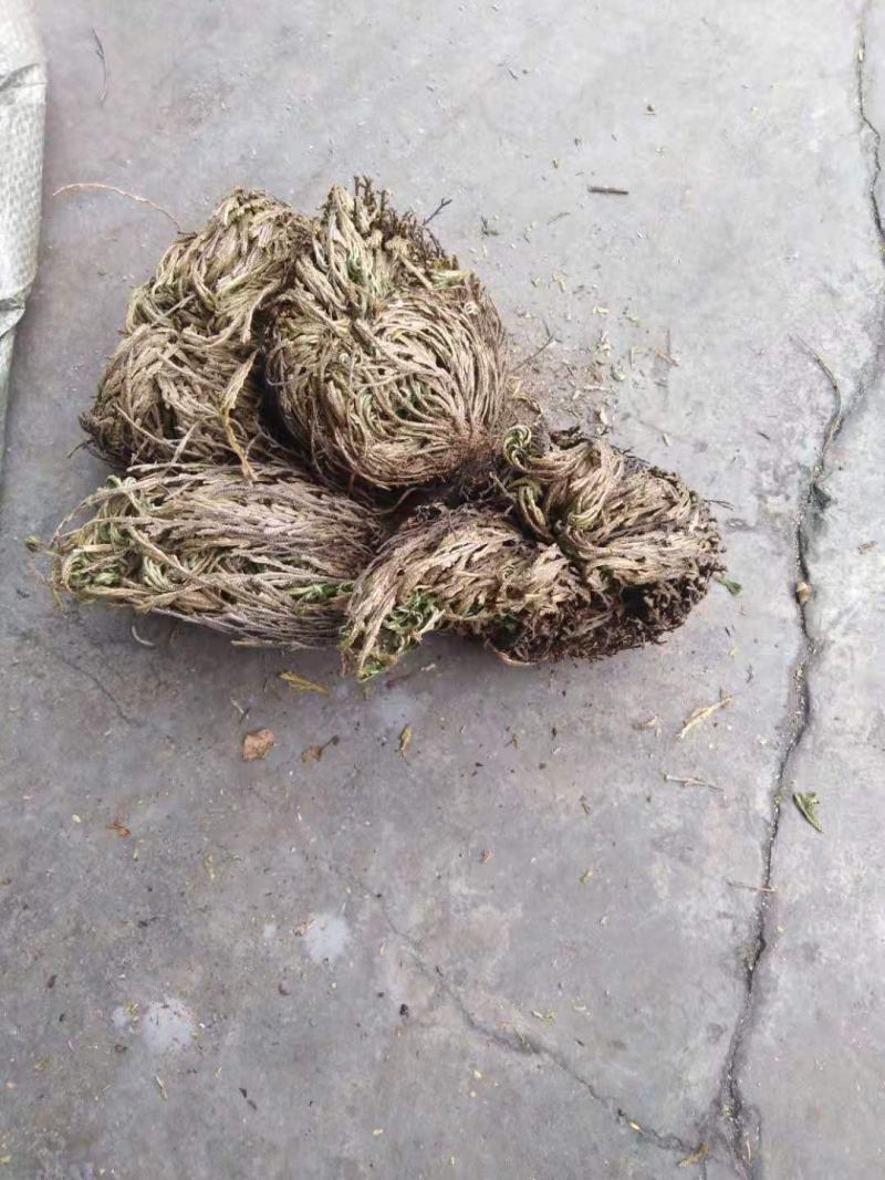 药名卷柏。本地名还魂草。天然生长在。悬崖上的。品质好，