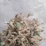 药名卷柏。本地名还魂草。天然生长在。悬崖上的。品质好，