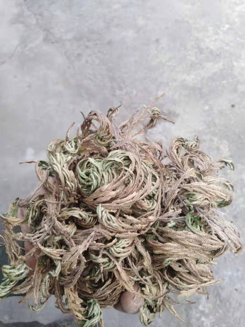 药名卷柏。本地名还魂草。天然生长在。悬崖上的。品质好，