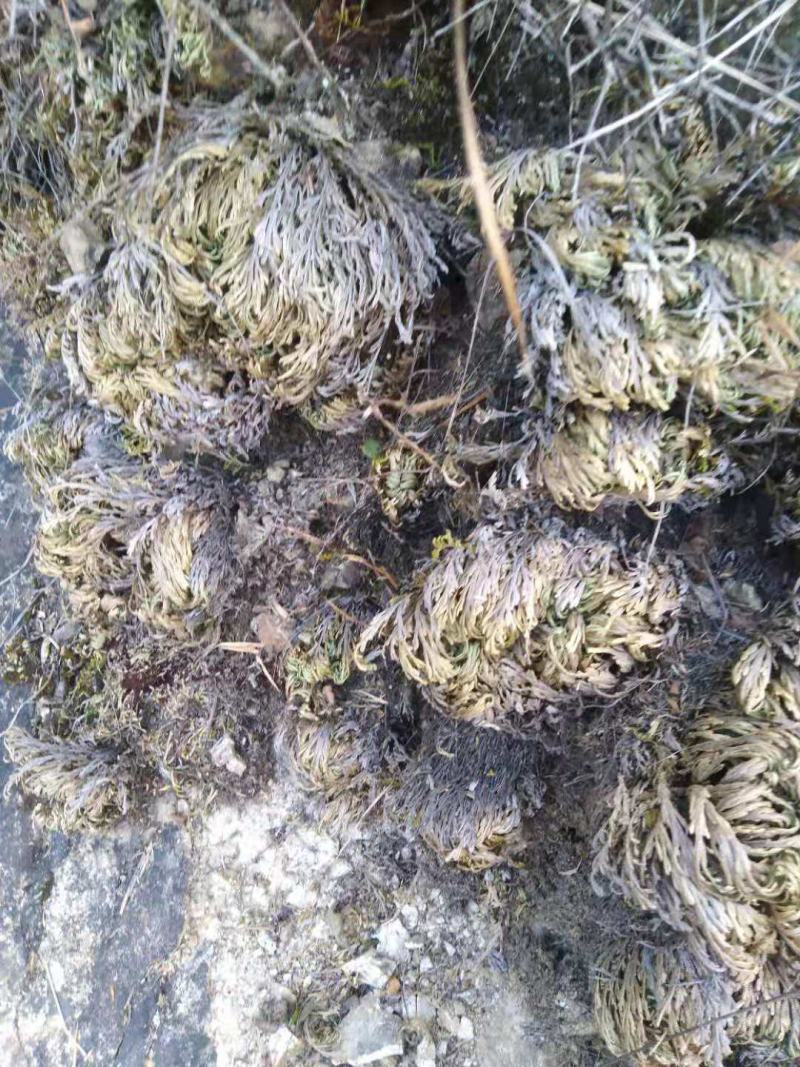 药名卷柏。本地名还魂草。天然生长在。悬崖上的。品质好，