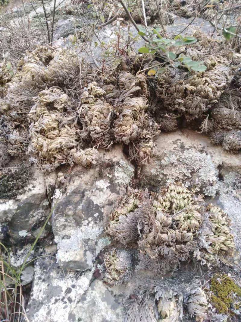 药名卷柏。本地名还魂草。天然生长在。悬崖上的。品质好，