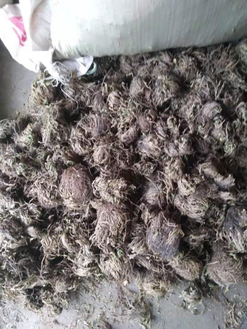药名卷柏。本地名还魂草。天然生长在。悬崖上的。品质好，