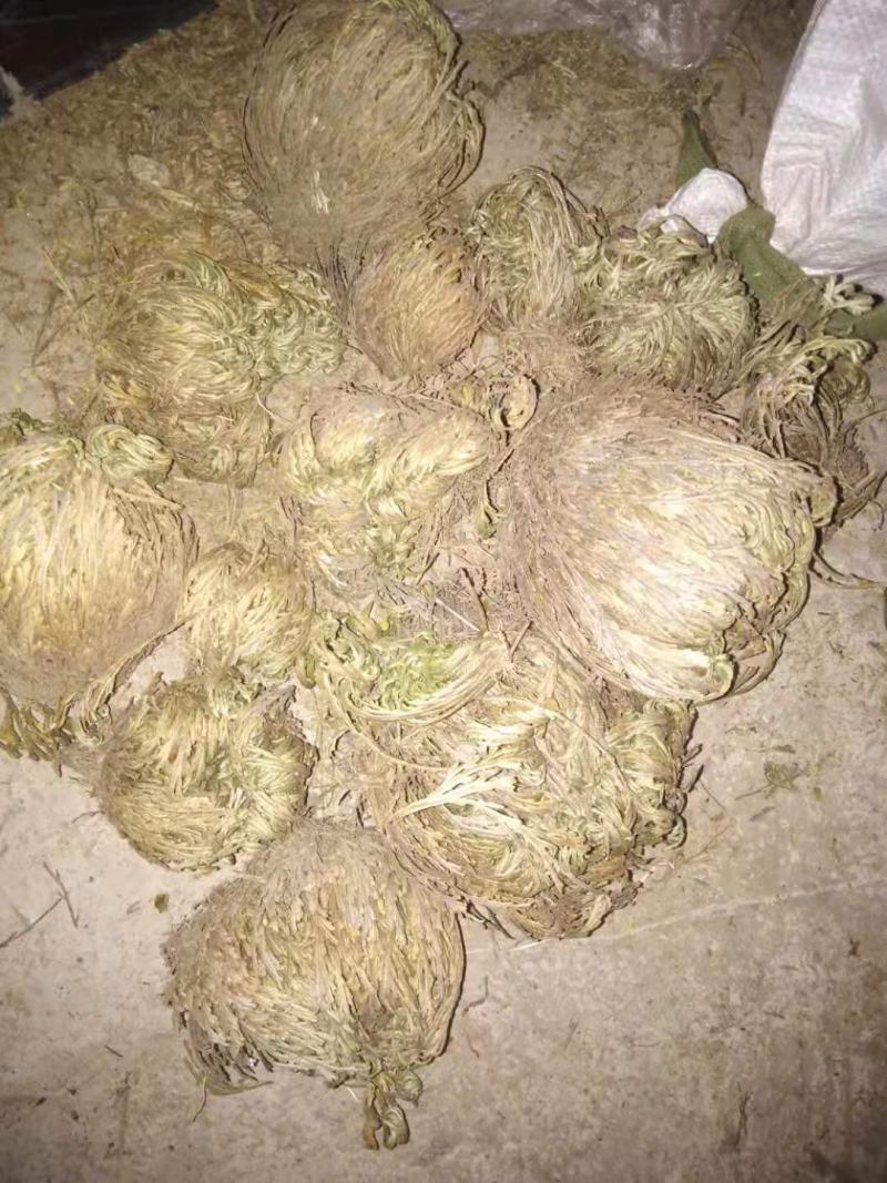 药名卷柏。本地名还魂草。天然生长在。悬崖上的。品质好，
