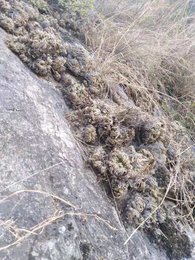 药名卷柏。本地名还魂草。天然生长在。悬崖上的。品质好，