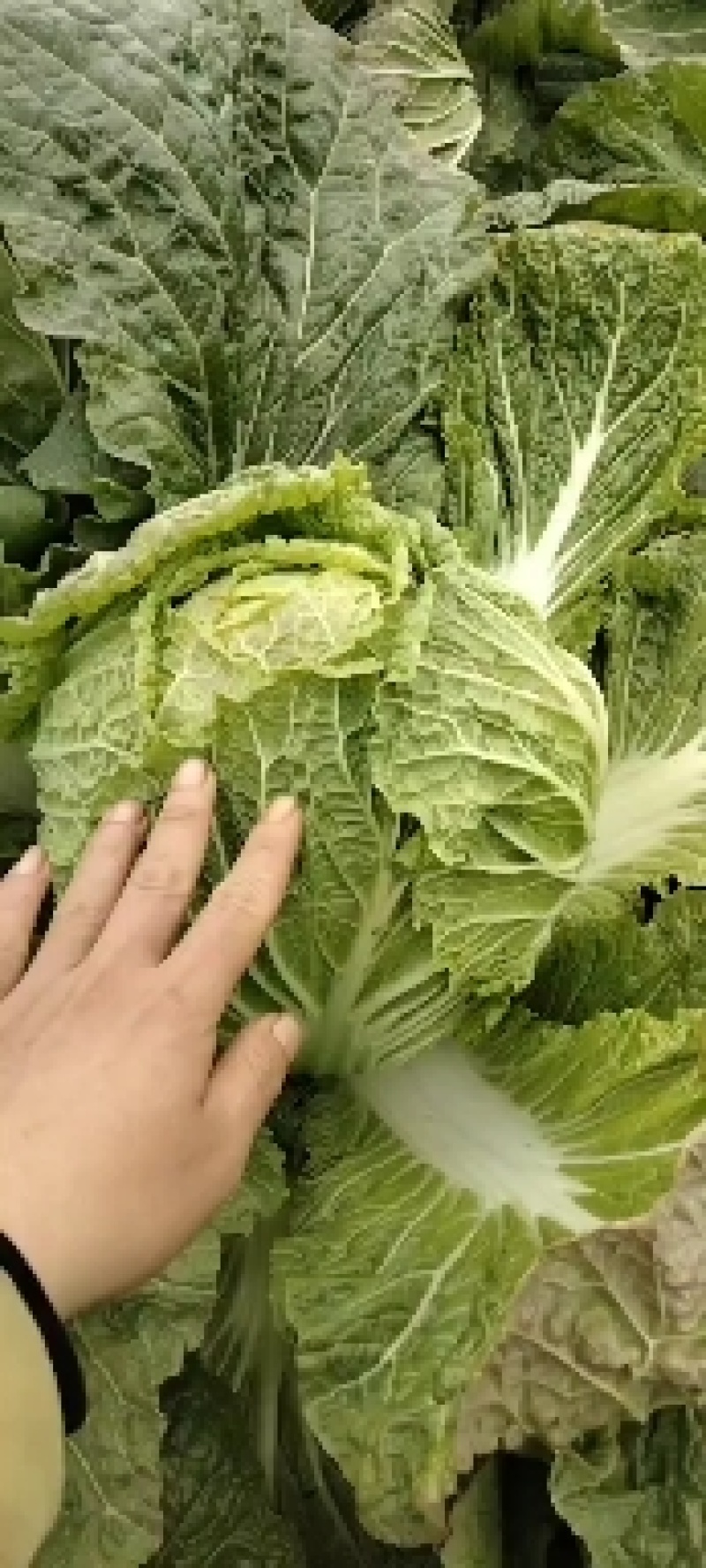 湖北天门矮棵黄心大白菜无虫眼无烧心无出台保质保量