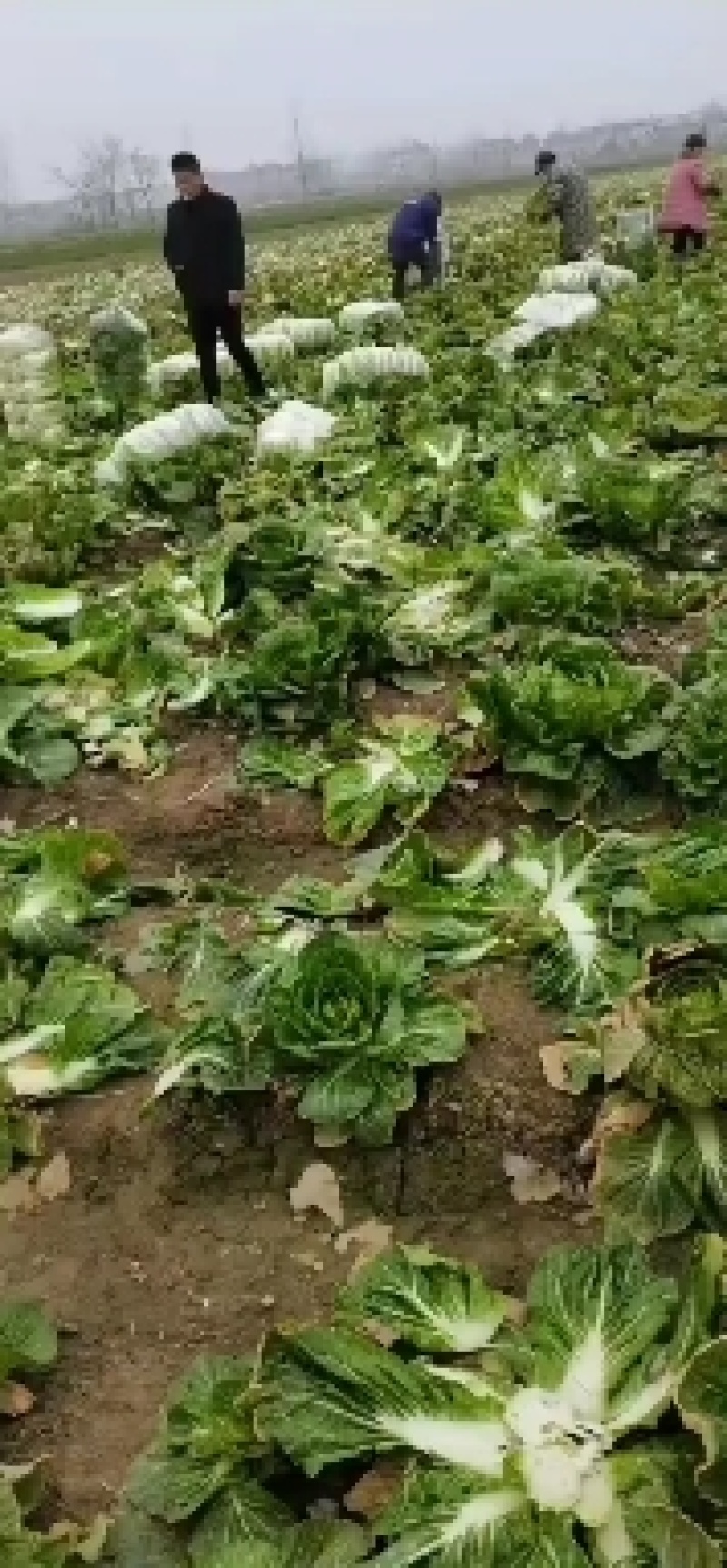 湖北天门矮棵黄心大白菜无虫眼无烧心无出台保质保量