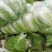 湖北天门矮棵黄心大白菜无虫眼无烧心无出台保质保量