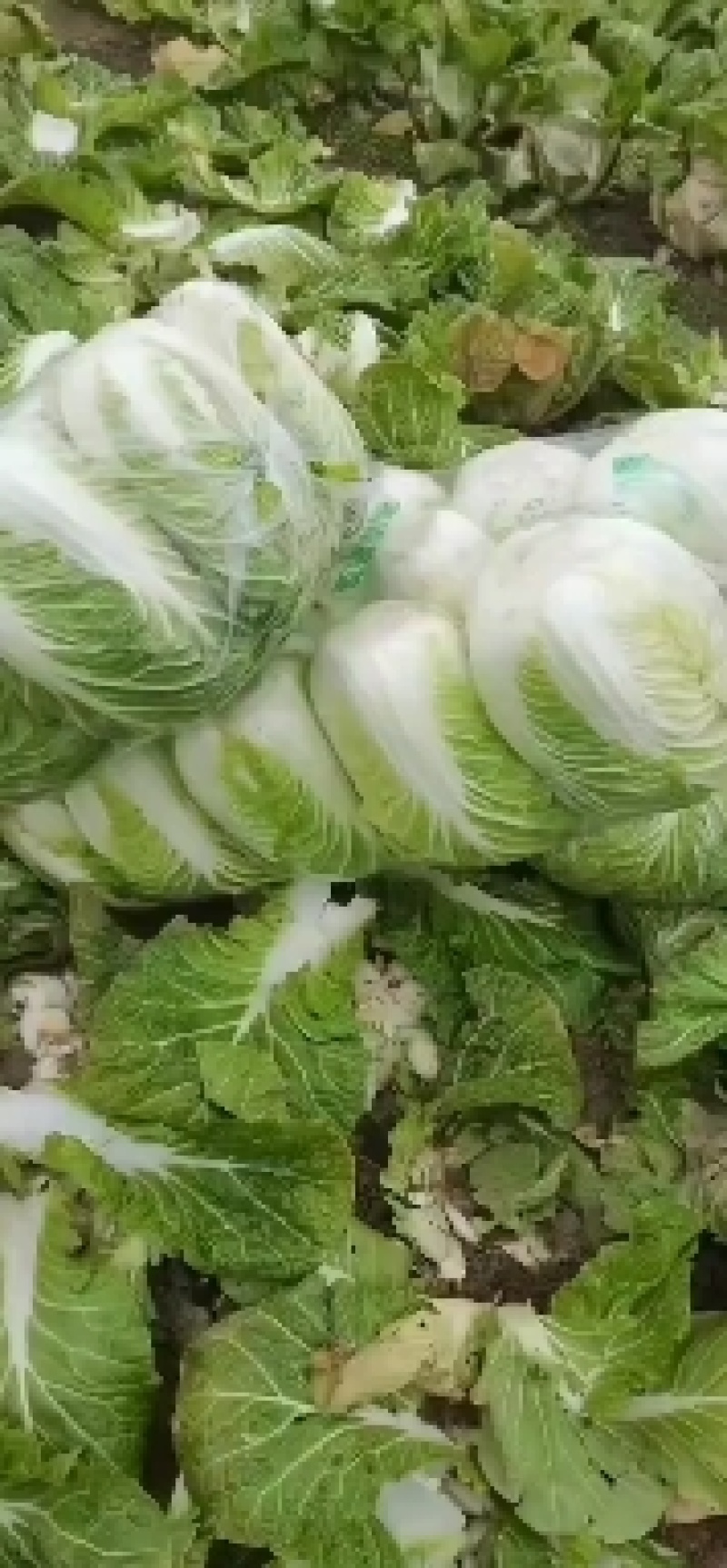 湖北天门矮棵黄心大白菜无虫眼无烧心无出台保质保量