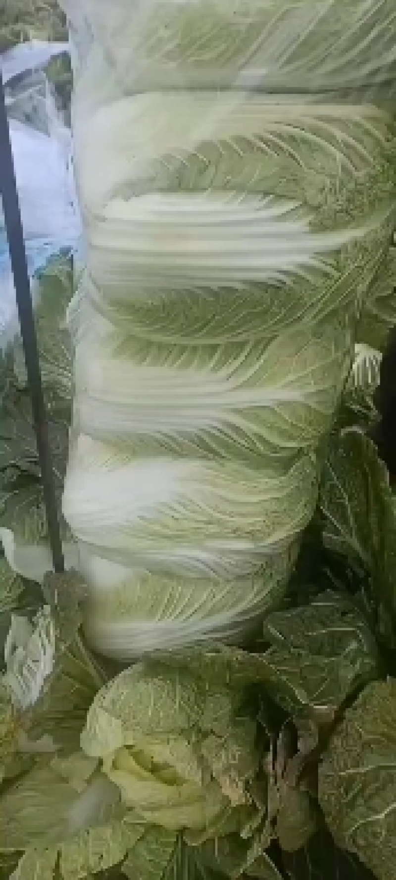 湖北天门矮棵黄心大白菜无虫眼无烧心无出台保质保量
