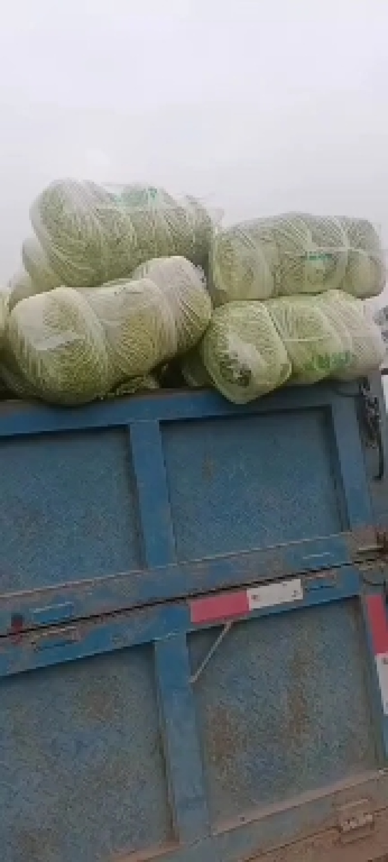 湖北天门矮棵黄心大白菜无虫眼无烧心无出台保质保量