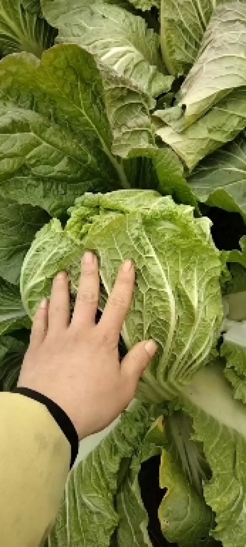 湖北天门矮棵黄心大白菜无虫眼无烧心无出台保质保量