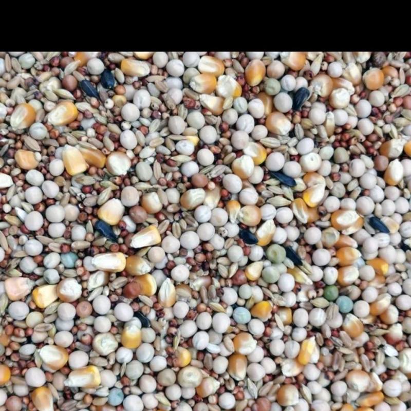 鸽子粮保健砂鸽子粮食粮良德易有玉米无玉鸽子粮信鸽肉鸽鸽粮