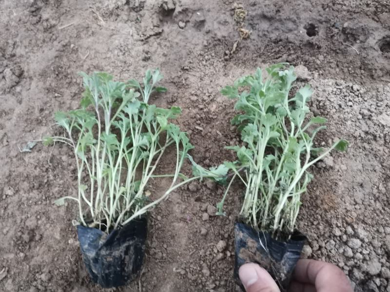 地被菊地被菊杯苗死苗补发量大可以优惠