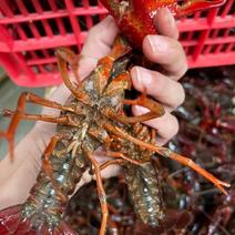 塘口一手货源2——4红虾每日可供应1-2千斤