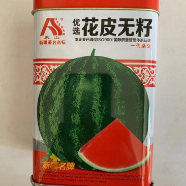花皮无籽西瓜种子麒麟瓜大漠二号杂交一代早熟品种红瓤种子