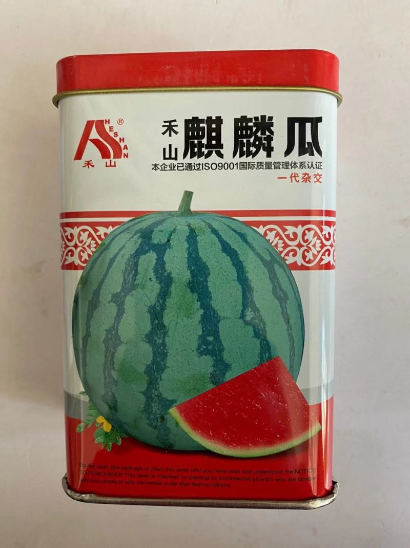 花皮无籽西瓜种子麒麟瓜大漠二号杂交一代早熟品种红瓤种子