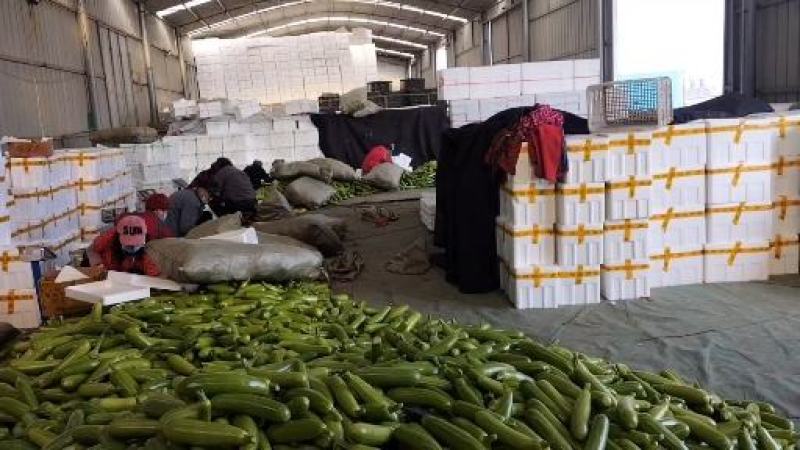 绿皮西葫芦源充足量大从优质量保证对接全国欢迎咨询